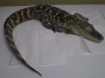 alligator