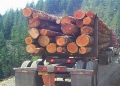 Oregon Timber 